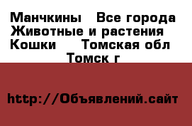 Манчкины - Все города Животные и растения » Кошки   . Томская обл.,Томск г.